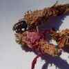 Article image for: This insect makes a house of silk and leaves and then carries it everywhere on its back