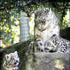 Article image for: See the latest photos of <i class="tbold">snow leopard</i>