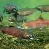 Article image for: Klamath River salmon reclaim 88% of historic range after dams are removed