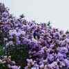 Article image for: Rare Neelakurinji bloom is back in Kerala after 12 years; here's where you can see it