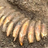 Article image for: Roman cemetery dig reveals Stone Age man buried with 2 skulls, 42 teeth and an axe