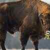 Article image for: In 1987, Kansas brought bisons back to Konza Prairie; 29 yrs later, native plant richness rose 103%
