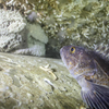 Article image for: In 2015, Canada sank a 113m warship off British Columbia; 170+ species lived on it by 2020