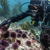 Article image for: Volunteers removed 100,000 sea urchins in Norway; kelp and fish nurseries return