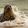 Article image for: Norfolk seal rescued with 4kg debris around neck faces months of rehabilitation