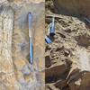 Article image for: California crews uncover possible 45-million-year-old ‘thunder beast’ fossils in Oceanside