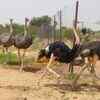 Article image for: Niger releases 8 North African ostriches after the species vanished in 2004