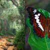 Article image for: Satellite images led Julian Bayliss to Mount Lico, where a new butterfly emerged