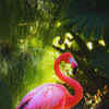 Article image for: Stunningly beautiful pink birds from around the globe and where to spot them