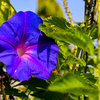 From blue to pink: 7 flowers that change color and the science behind ...