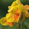 5 plants you should avoid planting in fall and what to grow instead