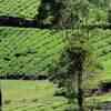 Article image for: Tea planter shot dead by militants in Assam
