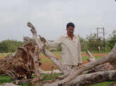 Tifan