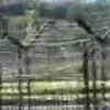 Article image for: Pak violates ceasefire for <i class="tbold">third time</i> in June, civilian hurt