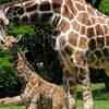 Article image for: <i class="tbold">brookfield</i> zoo: Baby giraffe takes first steps