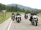 Wild hogs