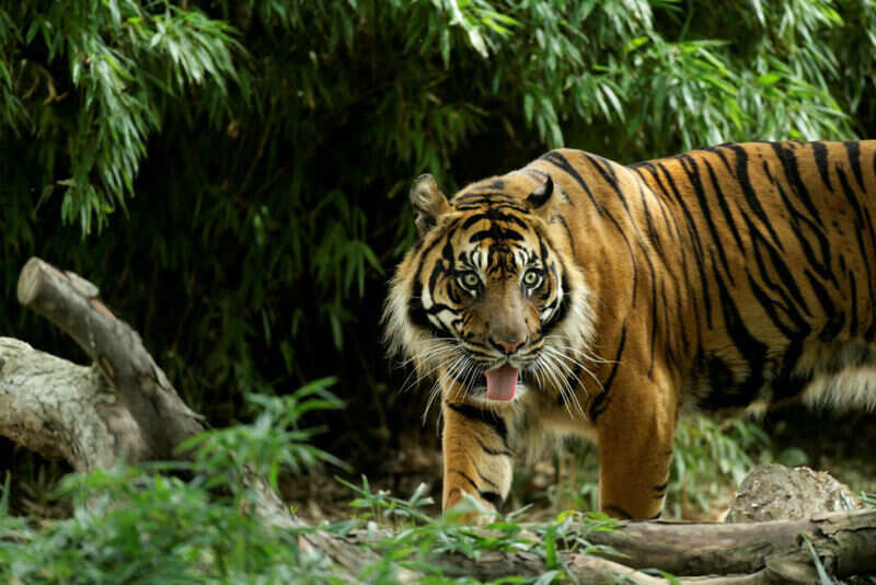India's 7 best safari spots