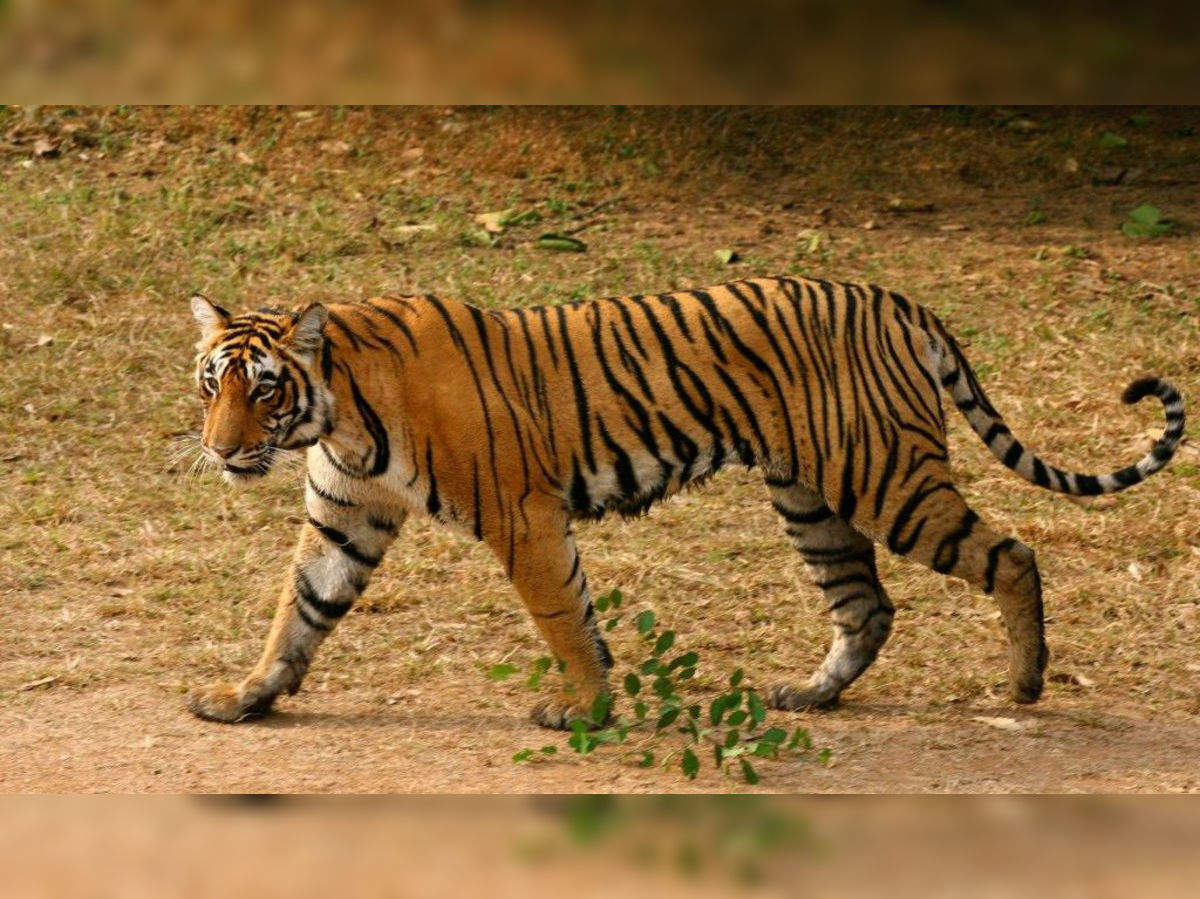 Ranthambore National Park | National Park in Rajasthan - HappyTrips | Times  of India Travel