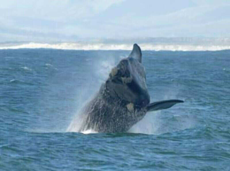Whale watching in Hermanus