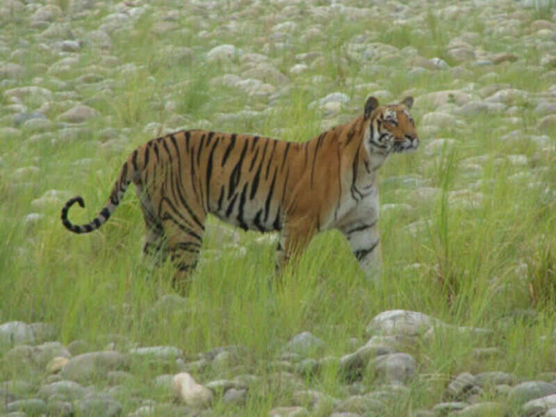 The Royal Bengal Tiger