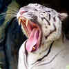 Article image for: New pictures of <i class="tbold">white tiger</i>