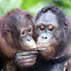 Need lessons in love? Turn to animals!