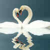 Need lessons in love? Turn to animals!