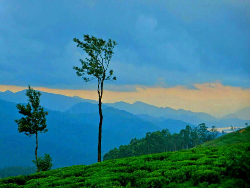 Stay at Madulkelle tea estate.