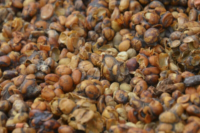 Kopi luwak