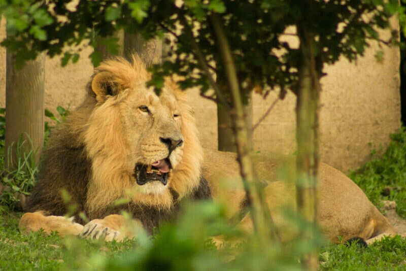 India's 7 best safari spots
