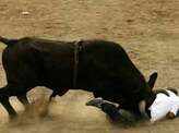 Bullfight festival
