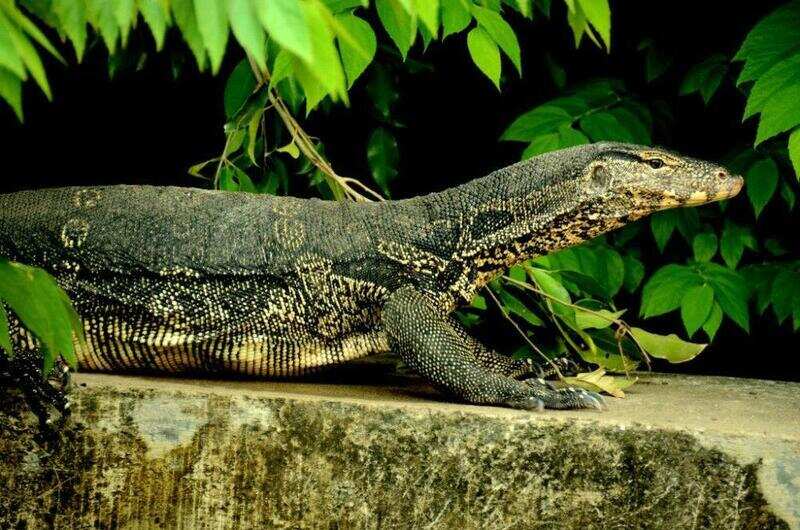 watermonitor-1024x678