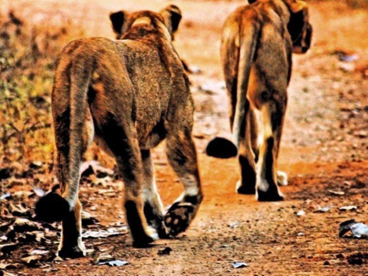 Gir National Park | Wildlife Sanctuary in Gujarat - HappyTrips | Times of  India Travel