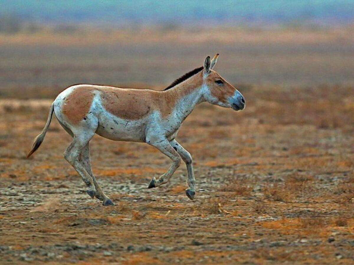 Little Rann Of Kutch Gujarat Times Of India Travel