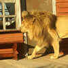 When Dev was chased by an elephant and a lion