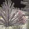 Article image for: Aluminum <i class="tbold">Christmas Tree</i>s back in spotlight