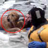 Article image for: Firefighters rescue family dog in icy river
