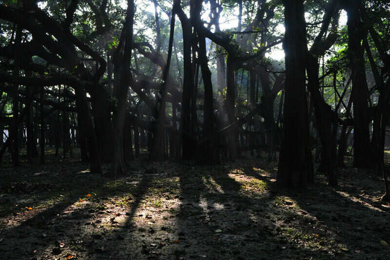 The worlds widest tree