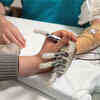 Article image for: Robotic limb helps amputee feel objects again