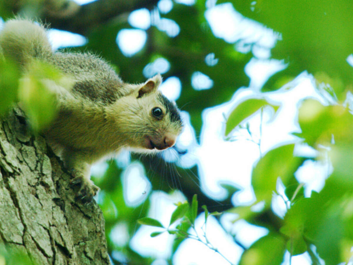 Eravikulam National Park, Munnar - Times of India Travel Eravikulam National Park, Munnar - Times of India Travel