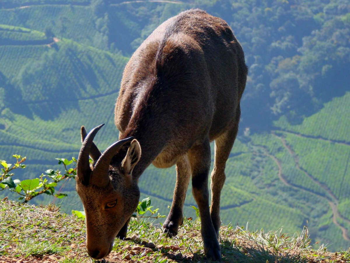Eravikulam National Park, Munnar - Times of India Travel Eravikulam National Park, Munnar - Times of India Travel