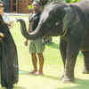 Article image for: Kim Kardashian attacked by baby elephant while taking a selfie