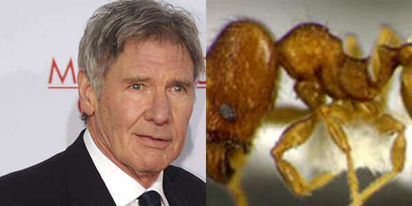 Harrison Ford