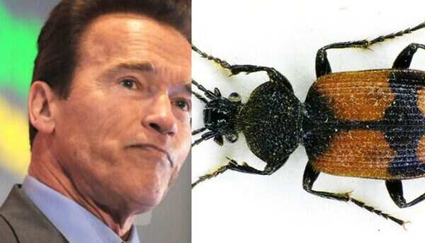 arnold schwarzenegger