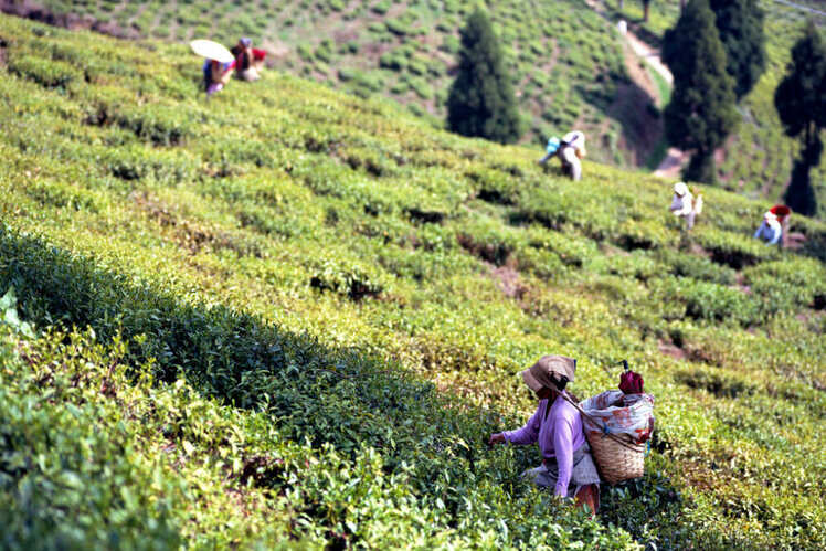 best hill station in india top hill station of india times of