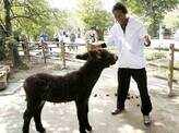 Gael Monfils