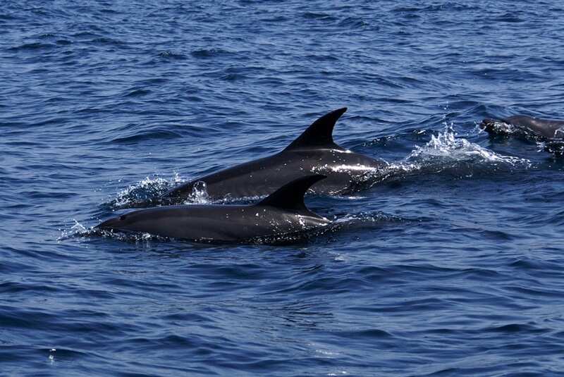 Admire Dolphins 160383995_a7cd21a572_o