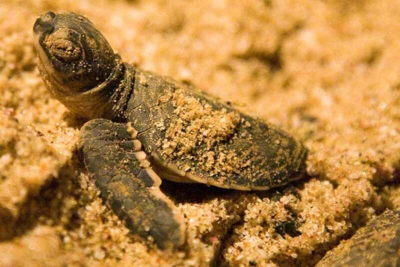 Turtle watch2601326395_886cfb48bb_b