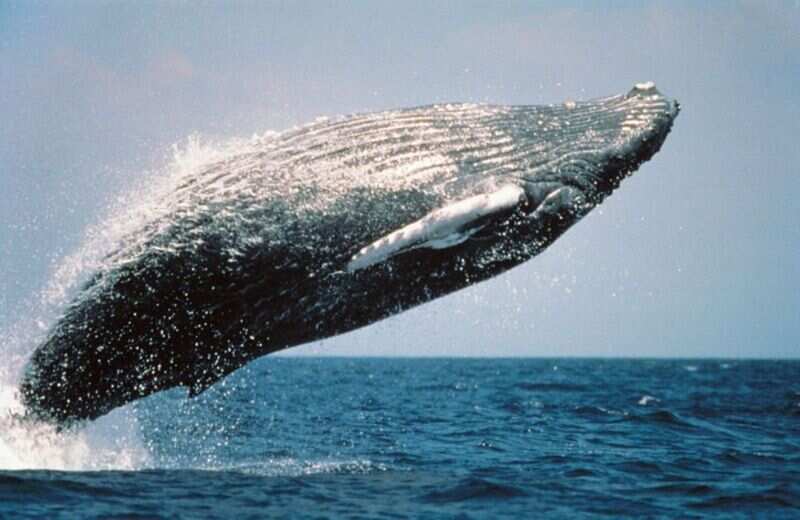 Whale 3591063943_25eb147fc5_o