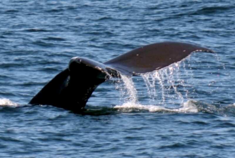 Tail 1151865910_026b0f3417_o